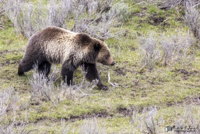 Grizzly Bear May 2025